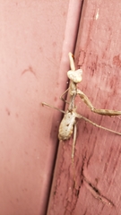 Stagmomantis