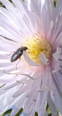 Astylus quadrilineatus