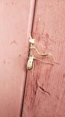 Stagmomantis