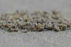 Dotilla wichmanni