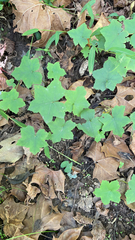 Hydrophyllum canadense