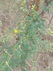 Vachellia exuvialis