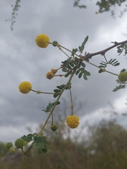 Vachellia exuvialis