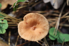 Russularia