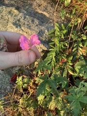 Geranium viscosissimum