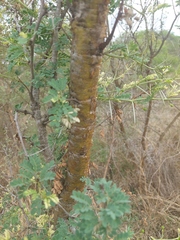 Vachellia exuvialis