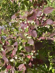 Cornus racemosa