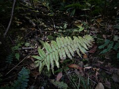 Homalosorus pycnocarpos