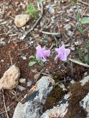 Cyclamen graecum graecum