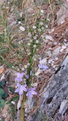 Campanula pyramidalis
