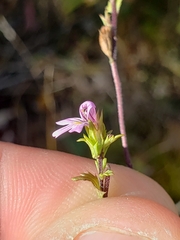 Euphrasia stricta