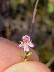 Euphrasia stricta