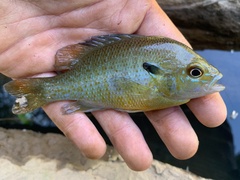 Lepomis auritus