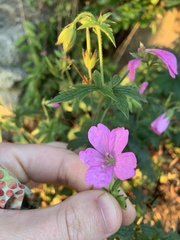 Geranium viscosissimum