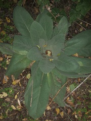 Verbascum