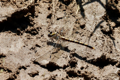 Erpetogomphus designatus