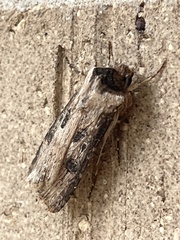 Agrotis malefida