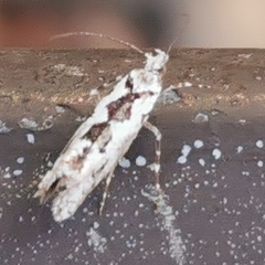 Ypsolopha sequella