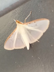 Palpita vitrealis