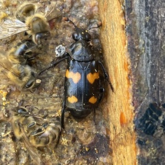 Nicrophorus orbicollis