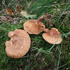 Paxillus involutus