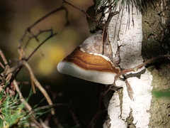 Fomes fomentarius