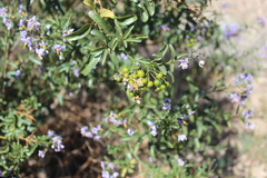 Solanum crispum