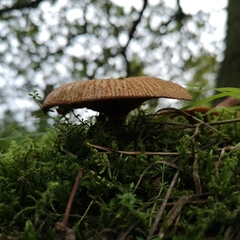 Paxillus involutus