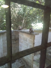 Nasua narica yucatanica