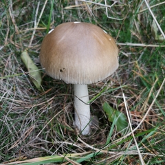 Amanita