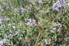 Solanum crispum