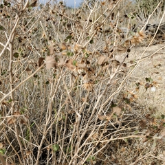 Brickellia californica