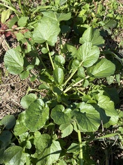 Barbarea