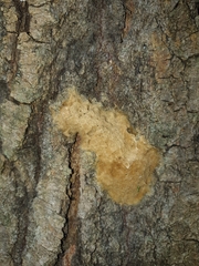 Lymantria dispar
