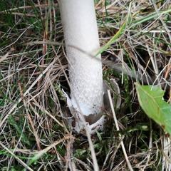 Amanita