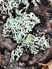 Hypogymnia physodes
