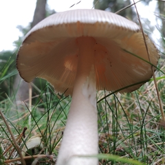 Amanita