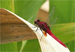 Erythemis mithroides