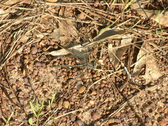 Phanogomphus lividus