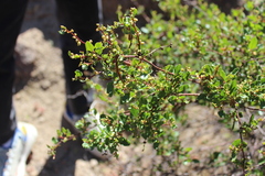 Muehlenbeckia hastulata