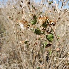 Brickellia californica