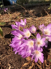 Colchicum