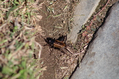 Gryllus