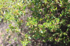 Muehlenbeckia hastulata