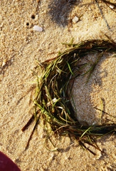 Zosteraceae