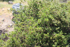 Muehlenbeckia hastulata