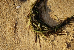 Zosteraceae