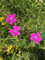 Dianthus deltoides