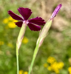 Dianthus deltoides