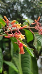 Hamelia patens